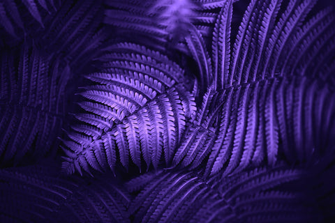 Image of Purple breeze
