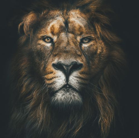 Image of King of the Jungle