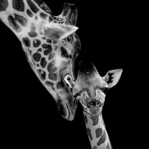 Image of Giraffe love