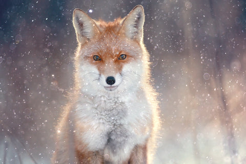 Image of Winter Fox