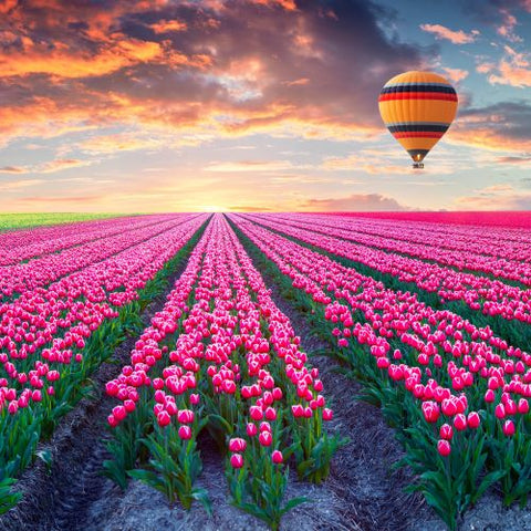 Image of Tulpen landschap