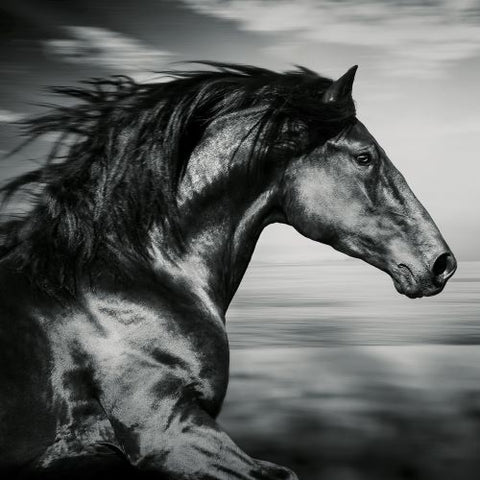 Image of Darkhorse