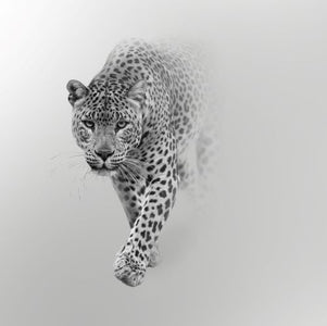 Leopard mist