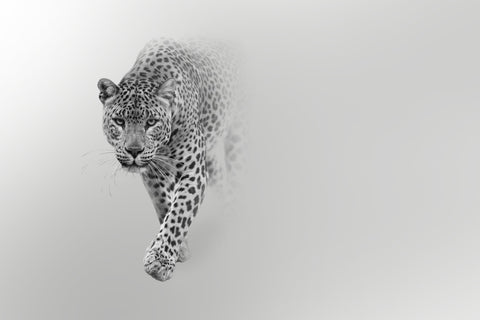 Image of Leopard mist